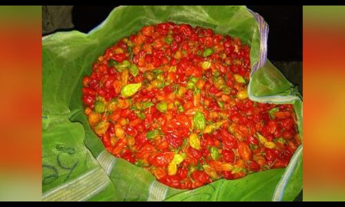 तो ये है दुनिया की सबसे तीखी मिर्ची