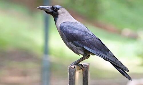 कौवे के ये इशारे देते हैं हमें कई संकेत