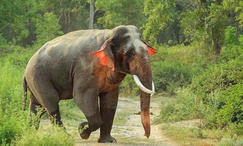 इस अद्भुत हाथी के हैं लाल कान, खासियत जानेंगे तो रह जाएंगे दंग