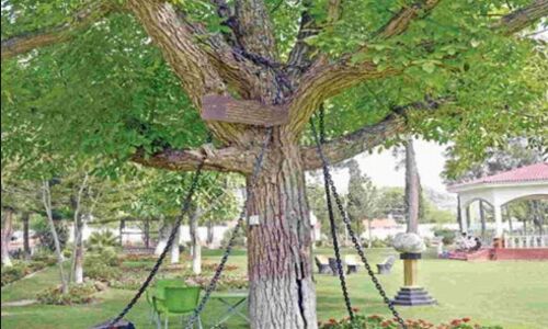 पाकिस्तान ने शक के चलते गिरफ्तार किया ये पेड़, वजह जानकर उड़ जायेंगे होश