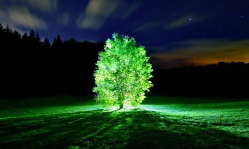 इस शख्स ने किया दुनिया का सबसे बड़ा चमत्कार, पौधों से बना दी बिजली