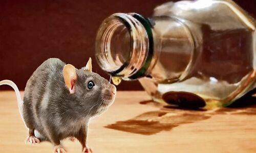 बीते साल चूहे पी गए शराब, इस साल पांच गुना बढ़ी तस्करी