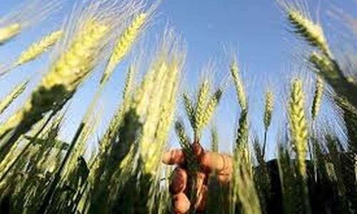 बिहार : औने-पौने दाम पर गेहूं बेचने को मजबूर हैं किसान