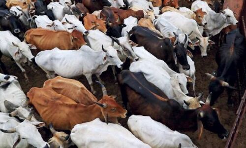 ना लोग ना पैसा, देश के पहले गो अभ्यारण्य ने गायों के लिए बंद किए दरवाजे