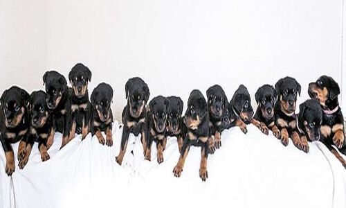 टेन में कुतिया ने एक साथ 16 पिल्‍लों को दिया जन्‍म, मालिक हुए हैरान