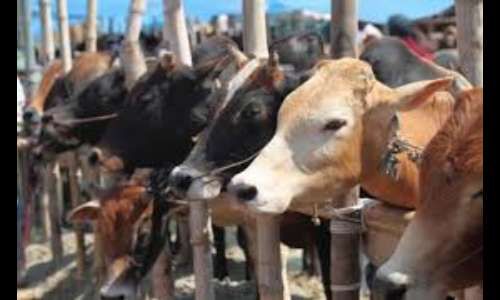 गोकशी की सूचना पर एक घर में मारा छापा, नजारा देख दंग रह गई पुलिस