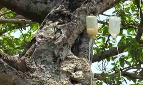 700 साल का बुजुर्ग हो गया है ये पेड़, जी रहा है जीवन रक्षक प्रणाली पर