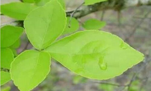 बेलपत्र तोड़ते समय रखा इन बातों का ख्याल तो हो जाओगे मालामाल