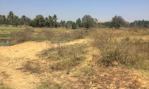 बंजर हो जाएगी धरती, हर साल कट रहे 15 अरब से ज्यादा पेड़: पर्यावरण दिवस बंजर हो जाएगी धरती, हर साल कट रहे 15 अरब से ज्यादा पेड़: पर्यावरण दिवस