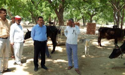 छुट्टा पशुओं की समस्या से छुटकारे के लिए एक और कदम, गौ-आश्रय स्थलों के लिए बनेगा कोष छुट्टा पशुओं की समस्या से छुटकारे के लिए एक और कदम, गौ-आश्रय स्थलों के लिए बनेगा कोष