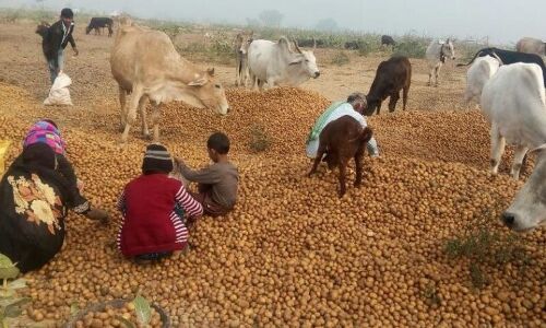 20 पैसे प्रति किलो पहुंचा आलू का दाम, लागत न निकलने से सड़क पर फेंक रहे किसान
