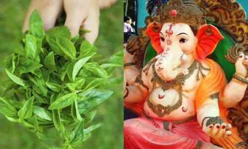 इस वजह से पूजा में गणेश भगवान को नहीं चढ़ाई जाती तुलसी