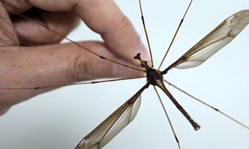 मकड़ी जैसा दिखता है ये मच्छर, जानिए कितना बड़ा है आकार...
