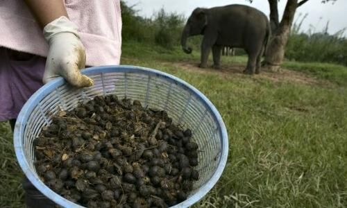 कहीं आपने हाथी की पोट्टी वाली कॉफी तो नहीं पी ली?