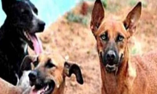 सीतापुर : आदमखोर कुत्तों ने आठ साल के मासूम को बनाया शिकार, अस्पताल में भर्ती