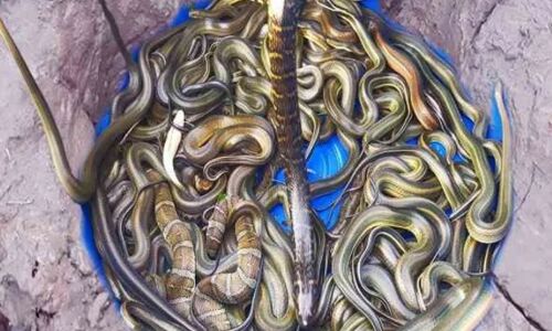 एक सांप को मारा तो आ गई पूरी फौज, गिनते-गिनते दहशत के मारे बेहोश हुए लोग