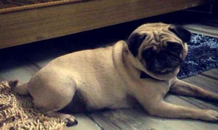 बीमार मालकिन के साथ एंबुलेस में बैठ कर अस्पताल पहुंचा उसका पालतू कुत्ता बीमार मालकिन के साथ एंबुलेस में बैठ कर अस्पताल पहुंचा उसका पालतू कुत्ता