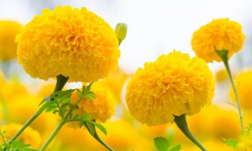 वसंत पंचमी 2018: देवी सरस्वती को बेहद प्रिय होती हैं ये 5 चीजें, जरूर करें अर्पित