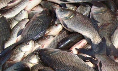 यह मछली दे सकती जानलेवा कैंसर, प्रतिबंध लगाएगी बिहार सरकार