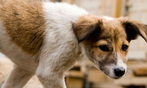 मध्यप्रदेश: कुत्ते के नाम पर सालभर में लिया 60 किलो राशन, आधार कार्ड ने खोला राज