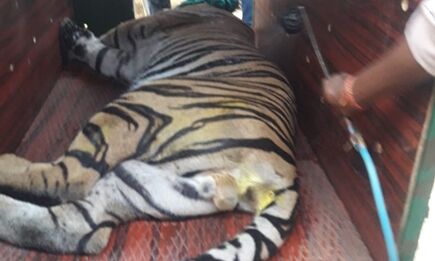 सारणी में घूम रहे बाघ को चार हाथियों और ड्रोन कैमरे की मदद से पकड़ा