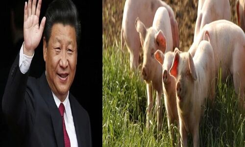 चीन को चाहिए ब्रिटिश सूअरों की फौज, वजह चौंकाने वाली