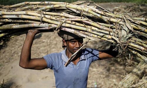 सरकार ने किसानों को दिया करारा झटका, नहीं की गन्ना मूल्य में कोई वृद्धि
