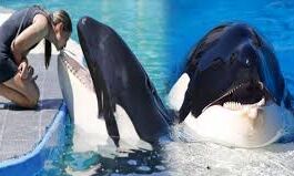 ये किलर व्हेल, बोल सकती है, इंसानों की तरह... ये किलर व्हेल, बोल सकती है, इंसानों की तरह...