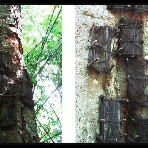 यहाँ हर पेड़ में हैं बच्चे दफ़न, भुतहा हो चला है इलाका