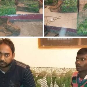 यूपी में STF के हत्थे चढ़े दो पक्षी तस्कर, 605 प्रतिबंधित देसी तोते बरामद यूपी में STF के हत्थे चढ़े दो पक्षी तस्कर, 605 प्रतिबंधित देसी तोते बरामद