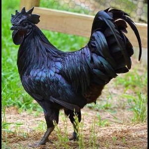 इस प्रजाति के मुर्गे की कीमत है 900 से 1200 रुपये तक