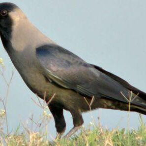 कौवे के ये इशारे देते हैं हमें कई संकेत