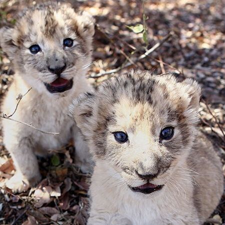 टेस्ट-ट्यूब तकनीक से पहली बार जन्मे दो शावक टेस्ट-ट्यूब तकनीक से पहली बार जन्मे दो शावक