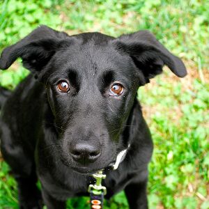 वास्तु के अनुसार कुत्ता पालने के फायदे जान दंग रह जाएंगे आप