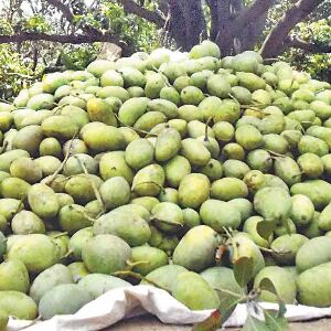 यूपी में आंधी-पानी से आम की फसल चौपट, आज भी हो सकती है बारिश