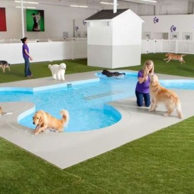 भारत में खुला पहला डॉग होटल, यहाँ आपके कुत्ते लेंगे स्पा और बियर का मजा