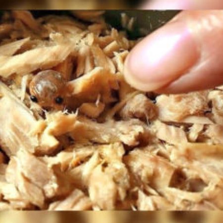 महिला ने मंगाया था बाहर से खाना, पैक से निकला कछुए का बच्चा, जानिए पूरी जानकारी... महिला ने मंगाया था बाहर से खाना, पैक से निकला कछुए का बच्चा, जानिए पूरी जानकारी...