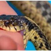 सांप इस आदमी को हर रोज़ काटता है, लेकिन फिर भी है जिन्दा सांप इस आदमी को हर रोज़ काटता है, लेकिन फिर भी है जिन्दा