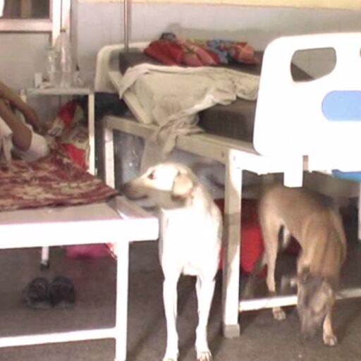 इस अस्पताल में इंसान नहीं बल्कि कुत्ते करते हैं मरीजों का इलाज