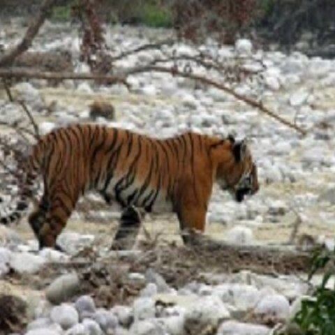दुधवा नेशनल पार्क पर्यटकों के लिए बंद: यूपी दुधवा नेशनल पार्क पर्यटकों के लिए बंद: यूपी