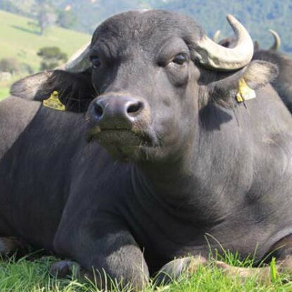 हथियारबंद बदमाशों ने किया डेयरी पर हमला, 18 भैंस लेकर हुए फरार हथियारबंद बदमाशों ने किया डेयरी पर हमला, 18 भैंस लेकर हुए फरार