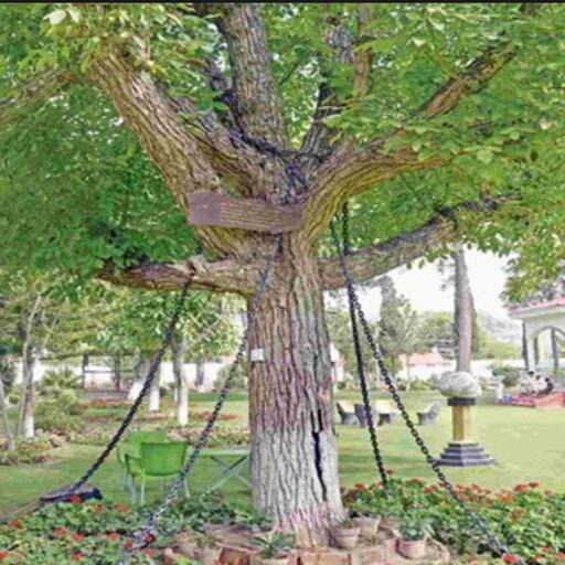 पाकिस्तान ने शक के चलते गिरफ्तार किया ये पेड़, वजह जानकर उड़ जायेंगे होश पाकिस्तान ने शक के चलते गिरफ्तार किया ये पेड़, वजह जानकर उड़ जायेंगे होश