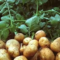 अब हवा में आलू उगाएगा बिहार; शोध सफल, ग्रीन हाउस भी तैयार