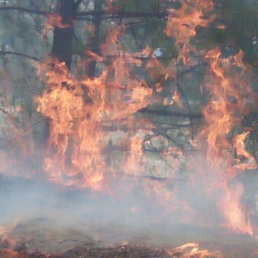 देहरादून में राष्ट्रपति आशियाने के पास पहुंची जंगल की आग, मचा हड़कंप