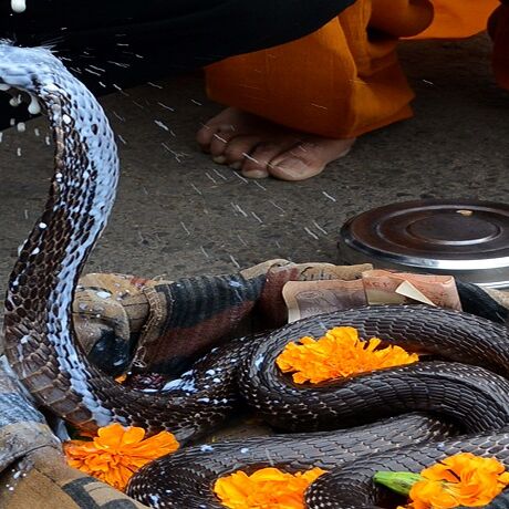 नाग पंचमी: जानिए, कितना सुरक्षित हैं आपका घर और आपके बच्चे... नाग पंचमी: जानिए, कितना सुरक्षित हैं आपका घर और आपके बच्चे...