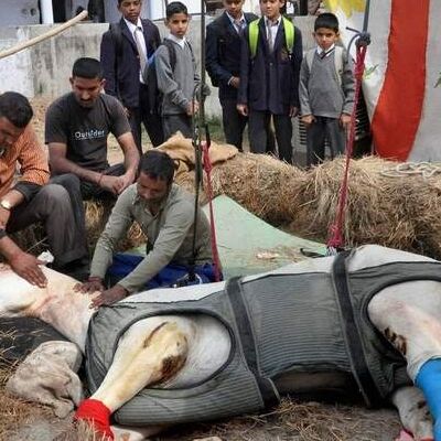 शक्तिमान प्रकरण: मुकदमा वापसी को दोबारा अर्जी, पुलिस के घोड़े शक्तिमान की हुई थी मौत