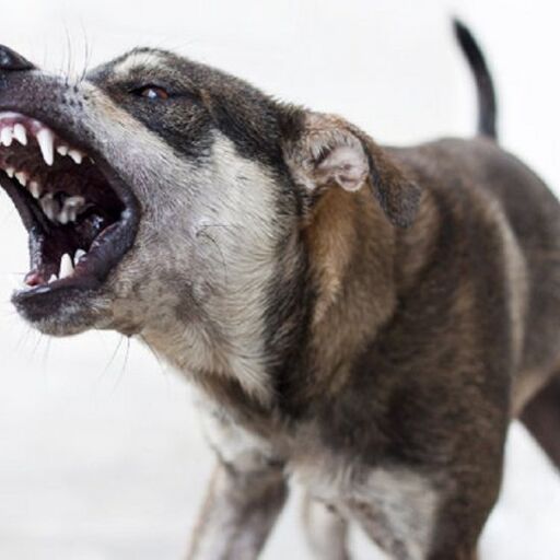 पागल कुते ने मचाया आतंक