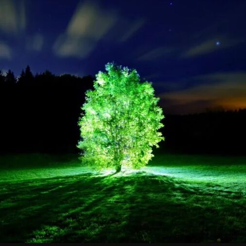 इस शख्स ने किया दुनिया का सबसे बड़ा चमत्कार, पौधों से बना दी बिजली