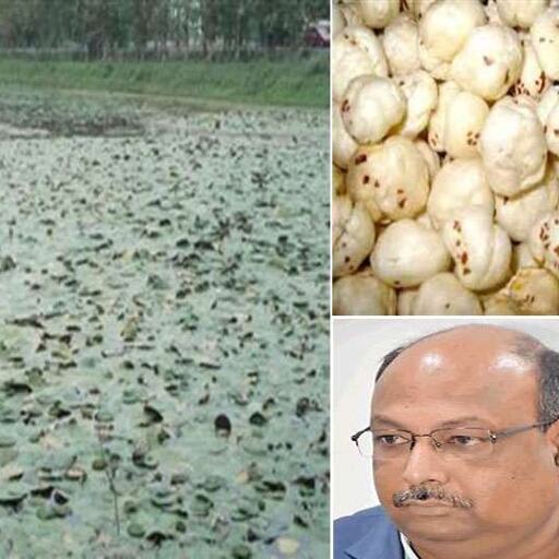 बिहार से मखाना की खेती सीखेंगे पड़ोसी देश, पूर्णिया में होती है पढ़ाई