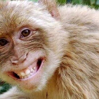 बंदर और कुतिया की प्रेम कहानी, सीसीटीवी में कैद हुआ रिश्ता